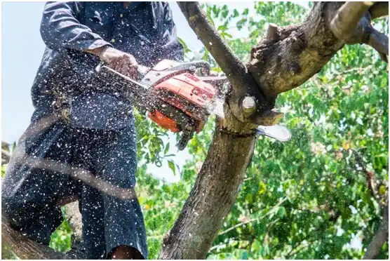 tree services Sugarcreek